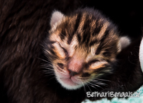 Bengalkatze marbled